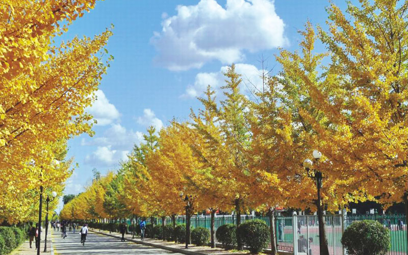 沈阳农业大学_校园风光_学校景色