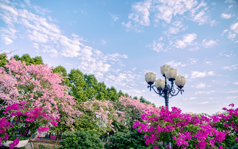 广州软件学院_校园风光_学校景色