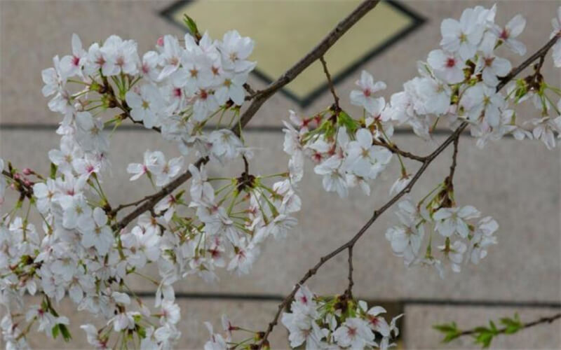 武汉学院_校园风光_学校景色