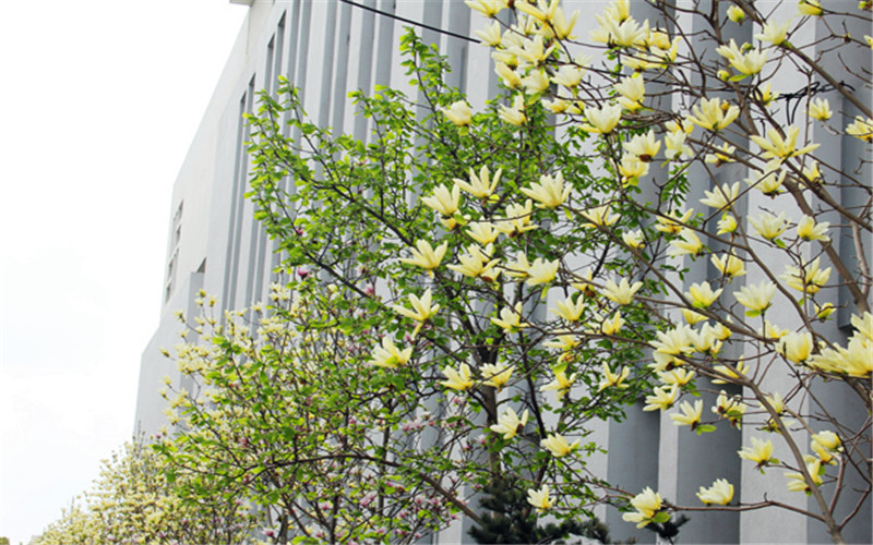 合肥师范学院_校园风光_学校景色