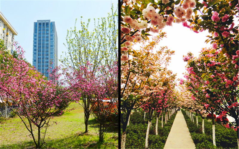 合肥师范学院_校园风光_学校景色