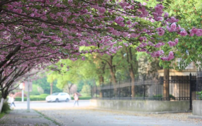 南京中医药大学_校园风光_学校景色