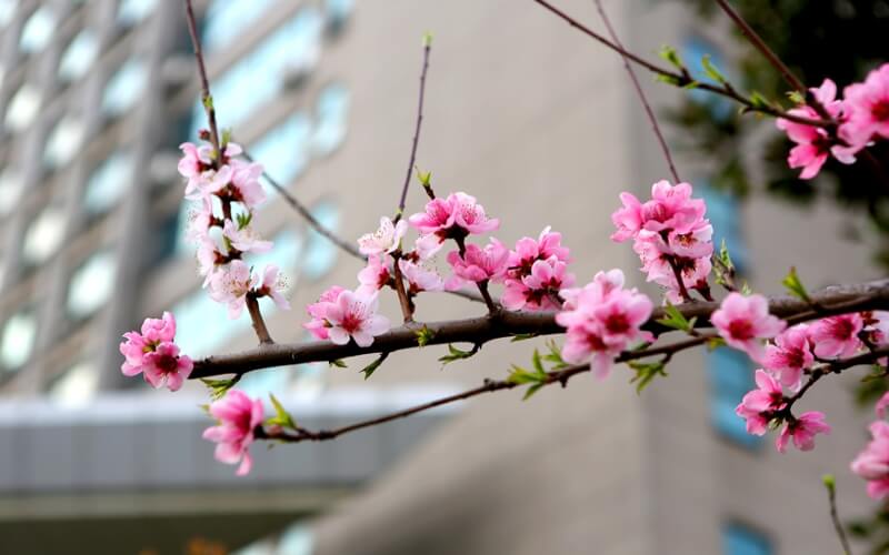 浙江工业大学_校园风光_学校景色