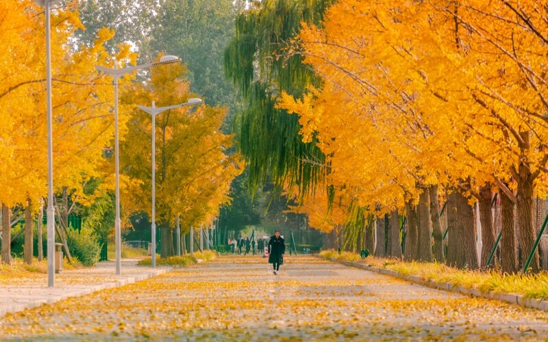 北京体育大学_校园风光_学校景色