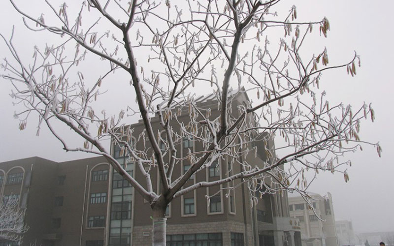 南开大学滨海学院_校园风光_学校景色