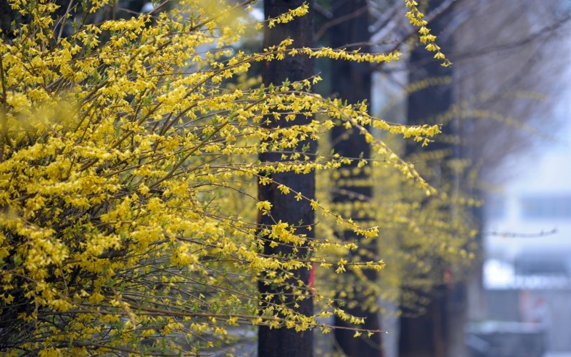 鲁东大学_校园风光_学校景色