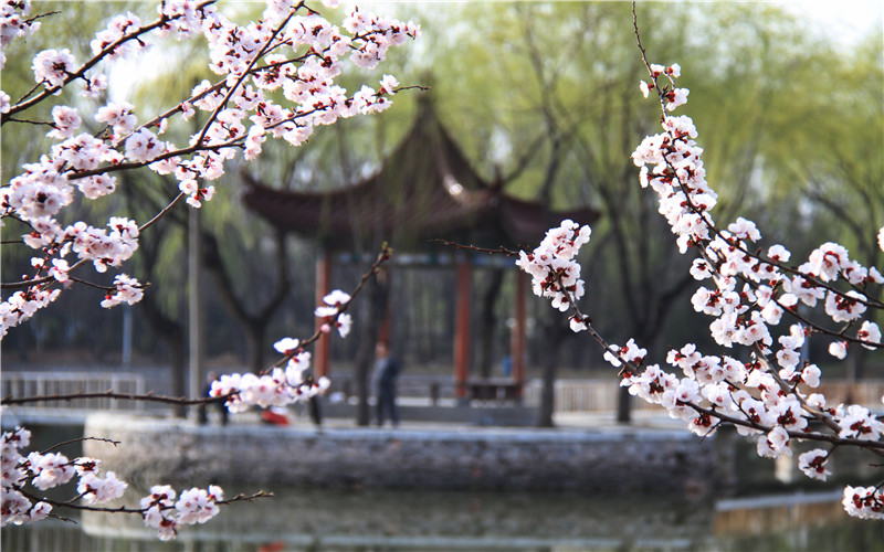 宁夏大学_校园风光_学校景色