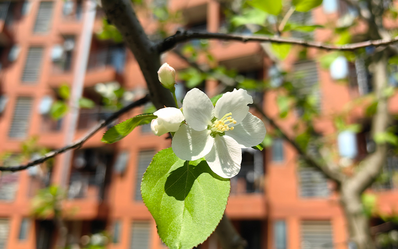 武汉光谷职业学院_校园风光_学校景色