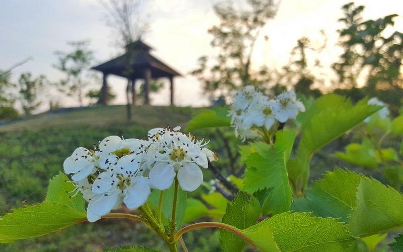 滁州学院_校园风光_学校景色