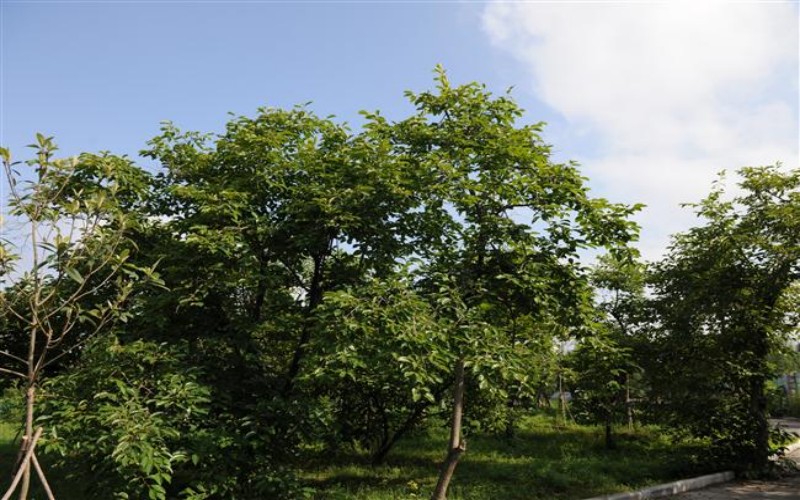 宿迁幼儿师范高等专科学校_校园风光_学校景色