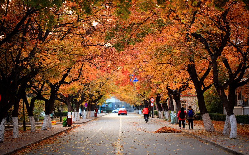 北京大学医学部_校园风光_学校景色