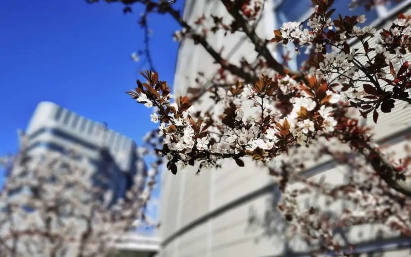 中国音乐学院_校园风光_学校景色