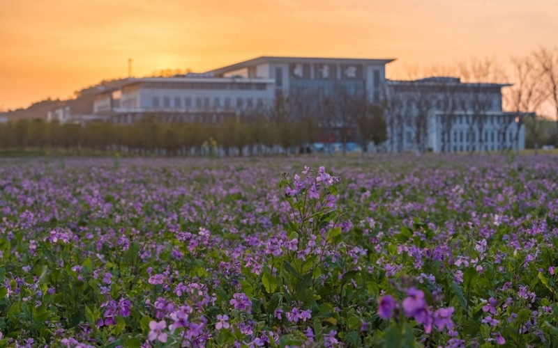 南京邮电大学_校园风光_学校景色