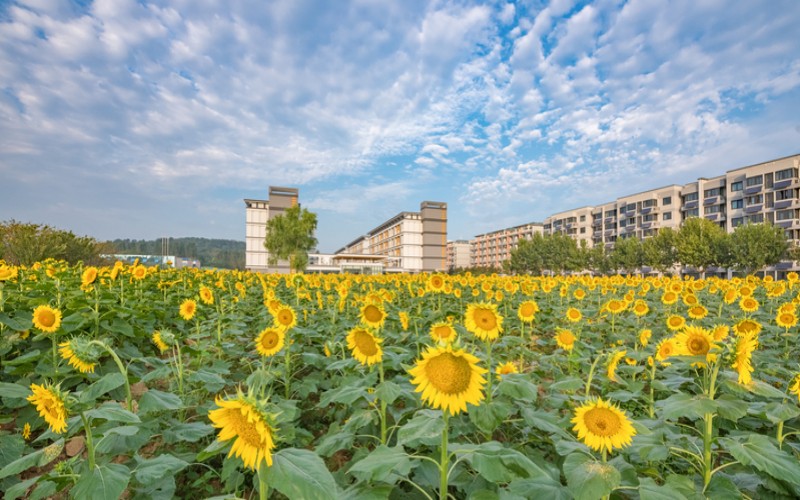 南京邮电大学_校园风光_学校景色