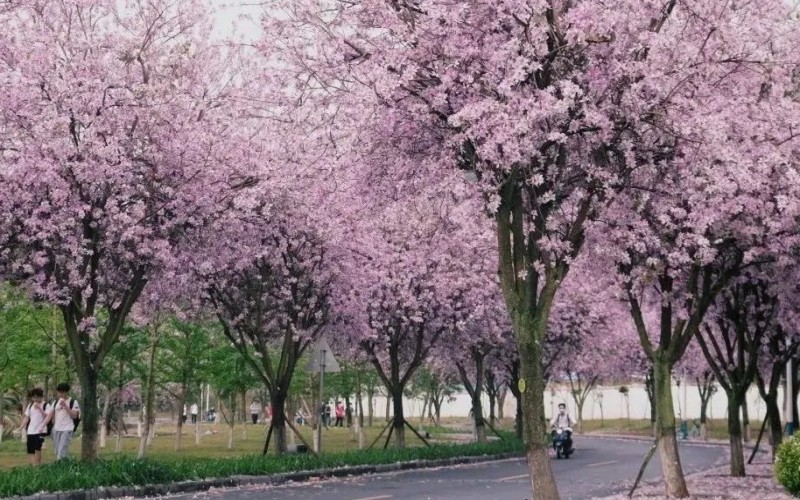 桂林电子科技大学_校园风光_学校景色