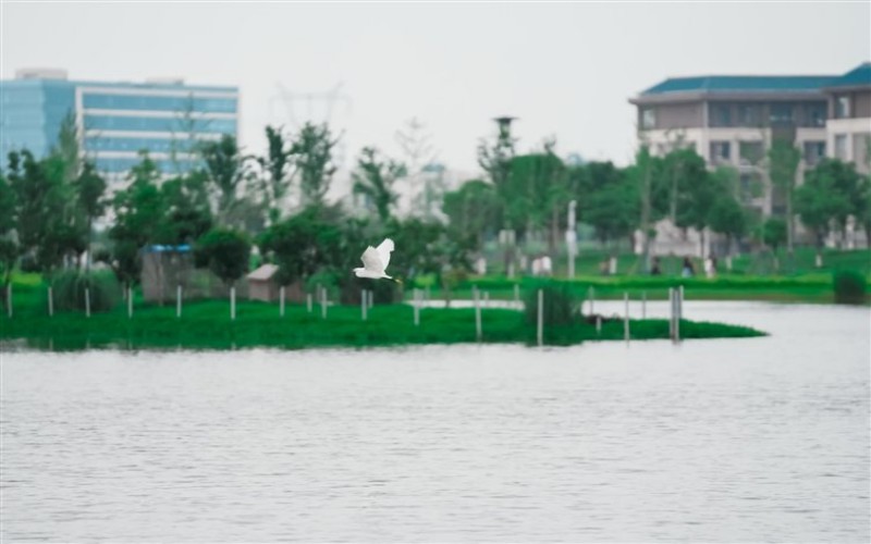 荆州学院_校园风光_学校景色