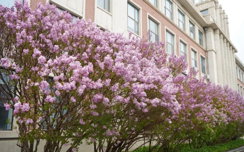 白城师范学院_校园风光_学校景色