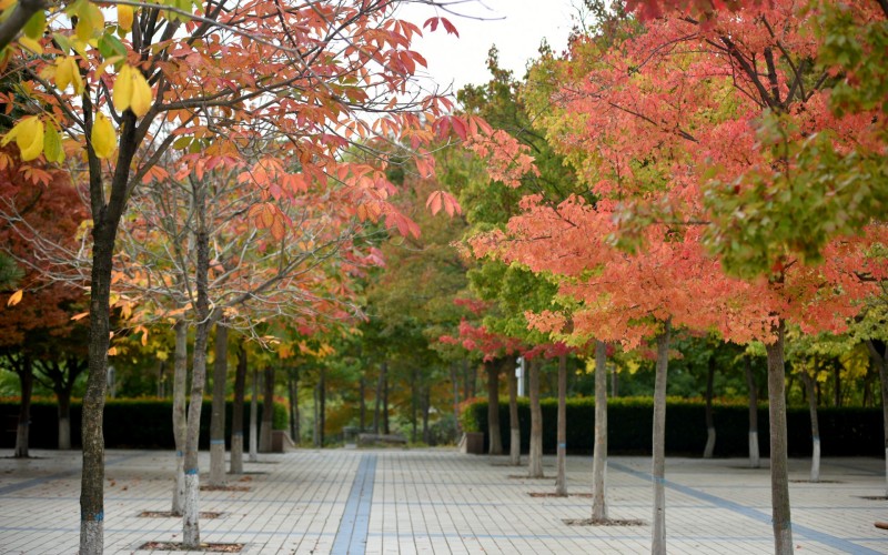 青岛黄海学院_校园风光_学校景色