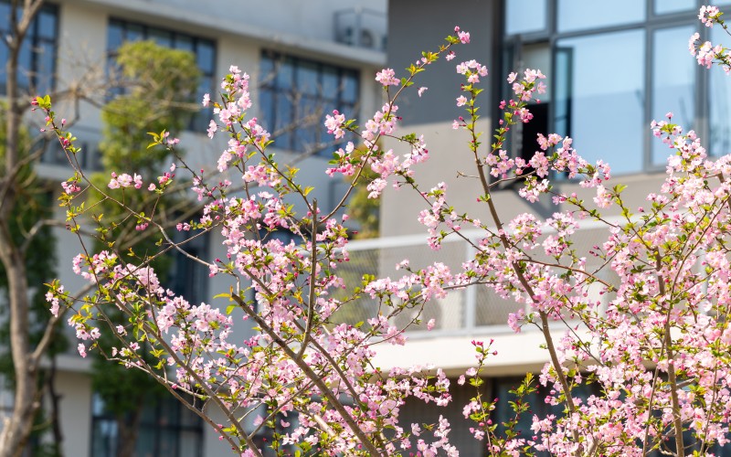 湖南文理学院芙蓉学院_校园风光_学校景色