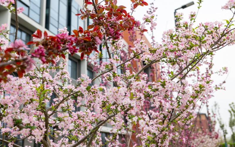 湖南文理学院芙蓉学院_校园风光_学校景色