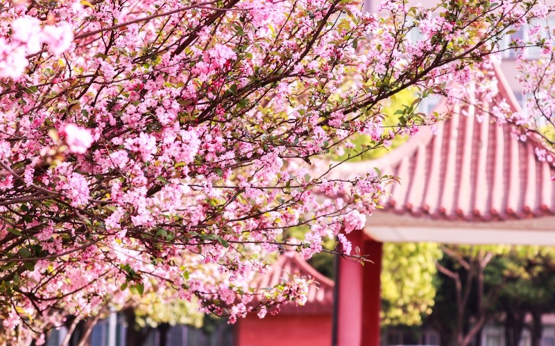 云南医药健康职业学院_校园风光_学校景色