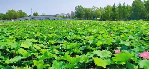 辽宁师范大学海华学院_主图