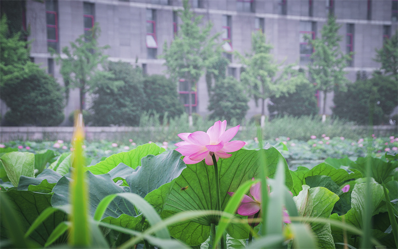 南京大学- 35